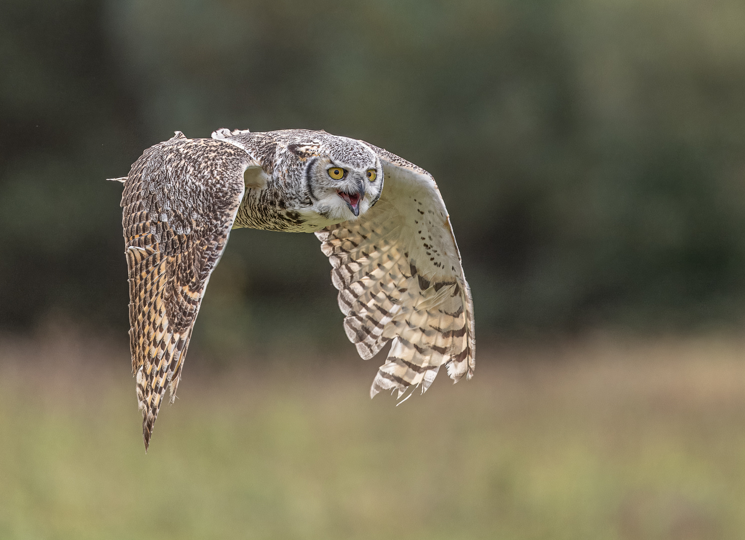 Iain McFadyen  (Scotland) Horned Eared Owl